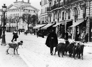 Goatherd驾驶他的一群山羊在Cours de Vincennes，巴黎，c.1900（bw照片） 作者 路易·维尔特